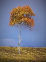 Diorama Zubehör Modell Bäume, 1 Baum im Herbst, ca. 250 mm
