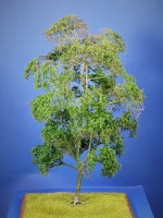 Diorama Zubehör Modell Bäume, 1 Buche mit Sommerlaub, ca. 35 cm,