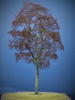 Diorama Zubehör Modell Bäume, 1 Buche ohne Laub, ca. 25 cm,