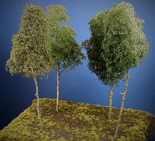 Baumgruppe aus 4 Laubbäumen, 25 - 29 cm