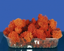 Diorama Zubehör Islandmoos rot orange u. präpariert, ca. 50g