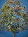 Diorama Zubehör Modell Bäume, 1 Buche mit Herbst- Laub, ca. 25 cm,