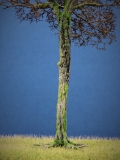 Diorama Zubehör Modell Bäume, 1 Buche mit Herbst- Laub, ca. 25 cm,