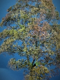 Diorama Zubehör Modell Bäume, 1 Buche mit Herbst- Laub, ca. 35 cm,