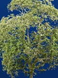 Diorama Zubehör Modell Bäume, 1 Buche mit Sommerlaub, ca. 25 cm,