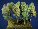 Baumgruppe aus 9 Laubbäume, ca. 20 - 30 cm,