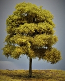 Diorama Modell Bäume Typ 2, 2 Buchen mit Sommerlaub, ca. 25 - 29 cm