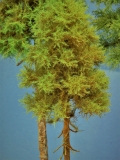 Diorama Modell Nadelbäume, 3 Hochstamm Fichten, ca. 40 - 35 - 26 cm
