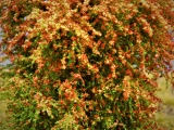 Diorama Zubehör, 1 Modellbaum- Busch mit roten Blüten, 12 - 15 cm hoch