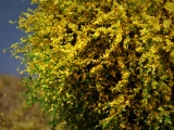 Diorama Zubehör, 1 Modellbaum- Busch mit gelben Blüten, 12 - 15 cm hoch
