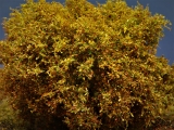 Diorama Zubehör, 1 Modellbaum- Busch mit gelben Herbstlaub, 15 - 16 cm hoch