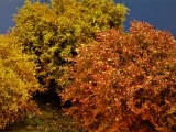 Diorama Zubehör, 1 Modellbaum- Busch mit frühem Herbstlaub, 15 - 16 cm hoch