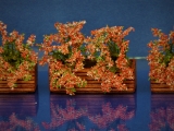 Diorama Zubehör, 3 Holz Blumenkästen mit Pflanzen, 5 x 2,5 x 1,5 cm, ca. 4 cm hoch