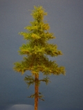 Diorama Modell Nadelbäume, 1 Hochstamm Fichte, ca. 35 cm