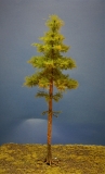 Diorama Modell Nadelbäume, 1 Hochstamm Fichte, ca. 40 cm