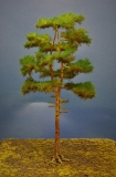 Diorama Modell Nadelbäume, 1 Waldkiefer, ca. 40 cm