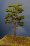 Diorama Modell Nadelbäume, 1 Waldkiefer, ca. 40 cm