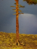 Diorama Modell Nadelbäume, 1 Waldkiefer, ca. 40 cm